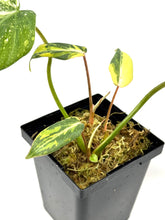 Load image into Gallery viewer, Philodendron Gloriosum Variegated D