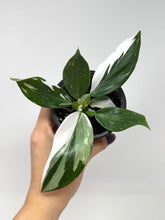 Load image into Gallery viewer, Philodendron White Wizard (high variegation)