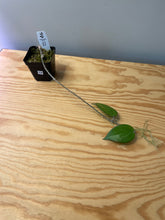 Load image into Gallery viewer, 74. Hoya Pottsii