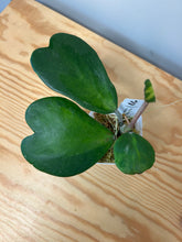 Load image into Gallery viewer, 90. Hoya Kerrii Variegated (inner)