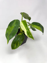 Load image into Gallery viewer, Philodendron Jose Buono