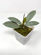 Load image into Gallery viewer, Hoya Wilbur Graves Silver C