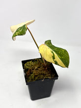 Load image into Gallery viewer, Philodendron Gloriosum Variegated B
