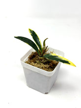 Load image into Gallery viewer, Hoya Kentiana Lori Lyn Albo Variegated