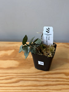 33. Hoya Lacunosa Super Silver