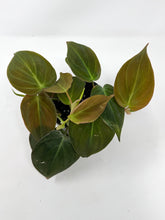 Load image into Gallery viewer, Philodendron Hederaceum ‘Micans’