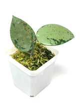Load image into Gallery viewer, Hoya Verticillata Heart Leaf Silver