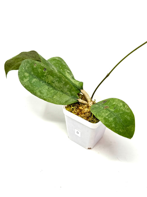 Hoya Lambii Silver D