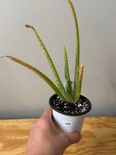 Load image into Gallery viewer, 126. Aloe Vera (ships within Canada only)