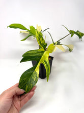 Load image into Gallery viewer, Philodendron Florida Beauty G