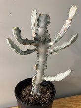 Load image into Gallery viewer, 183. Euphorbia Lactea ‘Ghost’ - (Ships within Canada only)