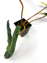 Load image into Gallery viewer, Philodendron Billietiae Variegated A
