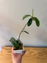 Load image into Gallery viewer, 295. Hoya Diversifolia Splash