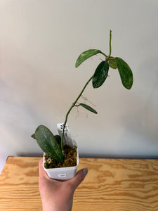 295. Hoya Diversifolia Splash