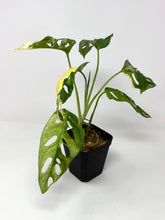 Load image into Gallery viewer, Monstera Adansonii Variegated A