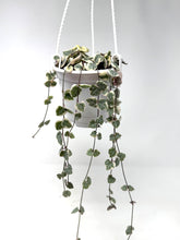 Load image into Gallery viewer, Ceropegia Woodii Variegated ‘String of Hearts’ (Hanging Basket)