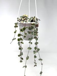 Ceropegia Woodii Variegated ‘String of Hearts’ (Hanging Basket)