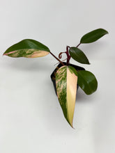Load image into Gallery viewer, Philodendron Strawberry Shake