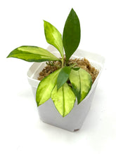 Load image into Gallery viewer, Hoya Walliniana Variegated