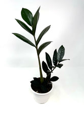 Load image into Gallery viewer, Zamioculcas Zamiifolia ‘Raven’