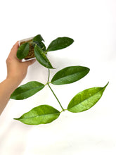 Load image into Gallery viewer, Hoya Cystiantha