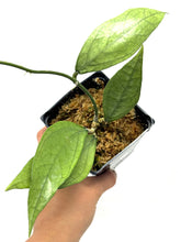 Load image into Gallery viewer, Hoya Germany Silver D