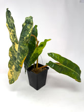 Load image into Gallery viewer, Philodendron Billietiae Variegated A