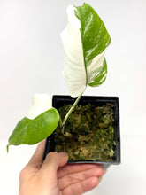 Load image into Gallery viewer, Monstera Deliciosa Albo Variegated N