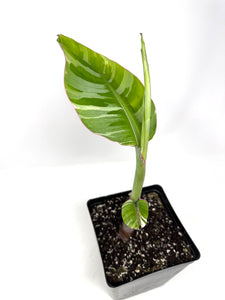 Musa Ae Ae Variegated Banana Tree (Ships within Canada only)