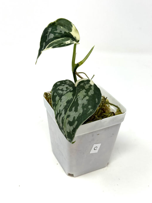 Scindapsus Mayari Variegated C