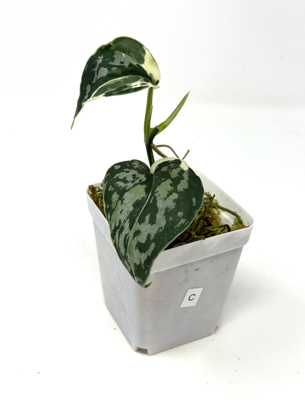 Scindapsus Mayari Variegated C