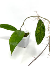 Load image into Gallery viewer, Hoya Finlaysonii ‘Philip’