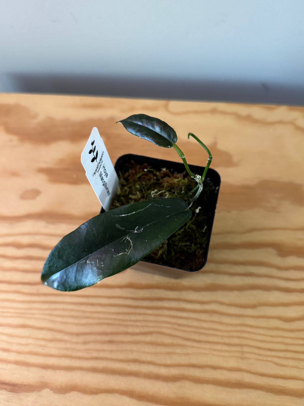 148. Hoya Macgillivrayi