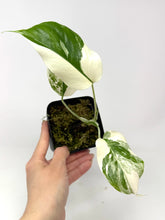 Load image into Gallery viewer, Monstera Deliciosa Albo Variegated O