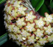Load image into Gallery viewer, Hoya Incrassata Albo Variegated