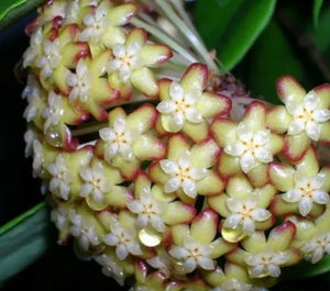 Hoya Incrassata Albo Variegated