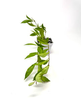 Load image into Gallery viewer, Aeschynanthus Radicans Variegated