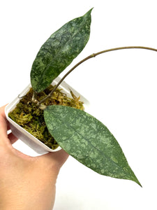Hoya Lambii Silver C