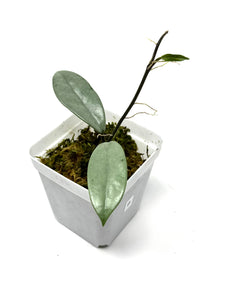 Hoya Wilbur Graves Silver B