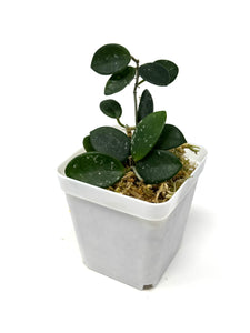 Hoya Mathilde