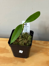 Load image into Gallery viewer, 7. Hoya Multiflora Javanica Thai Splash
