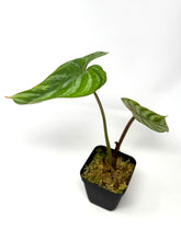 Load image into Gallery viewer, Philodendron Plowmanii