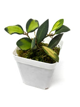 Load image into Gallery viewer, Hoya Burtoniae Variegated