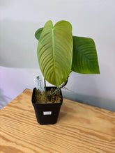 Load image into Gallery viewer, 119. Philodendron Tenue