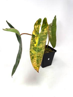 Philodendron Billietiae Variegated A