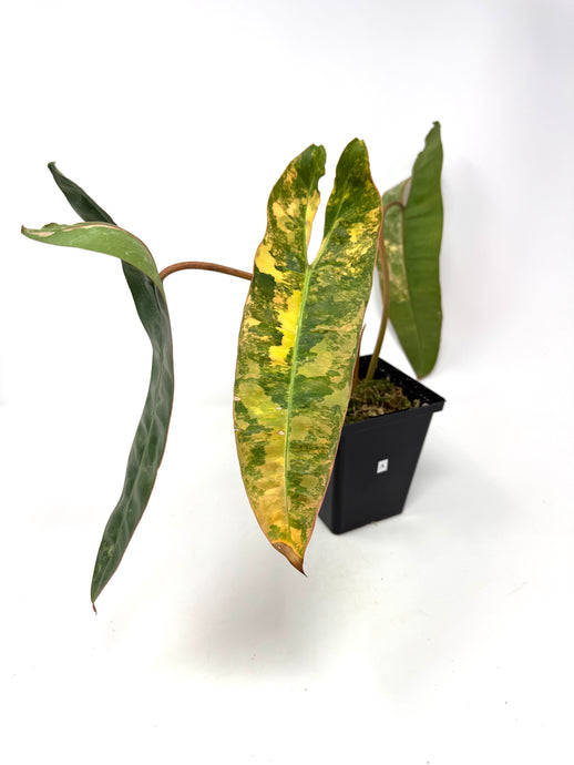 Philodendron Billietiae Variegated A