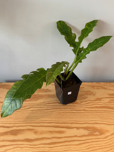 277. Philodendron Ring of Fire