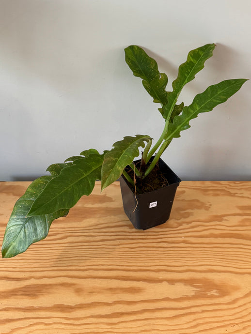 277. Philodendron Ring of Fire