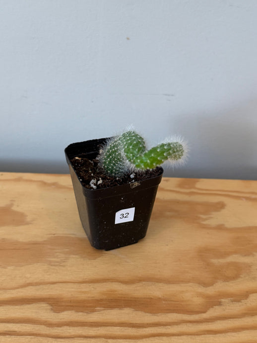 32. Monkey Tail Cactus