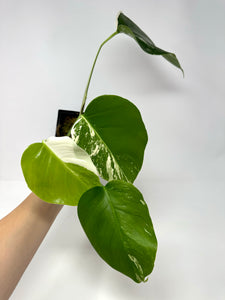 Monstera Deliciosa Albo Variegated H